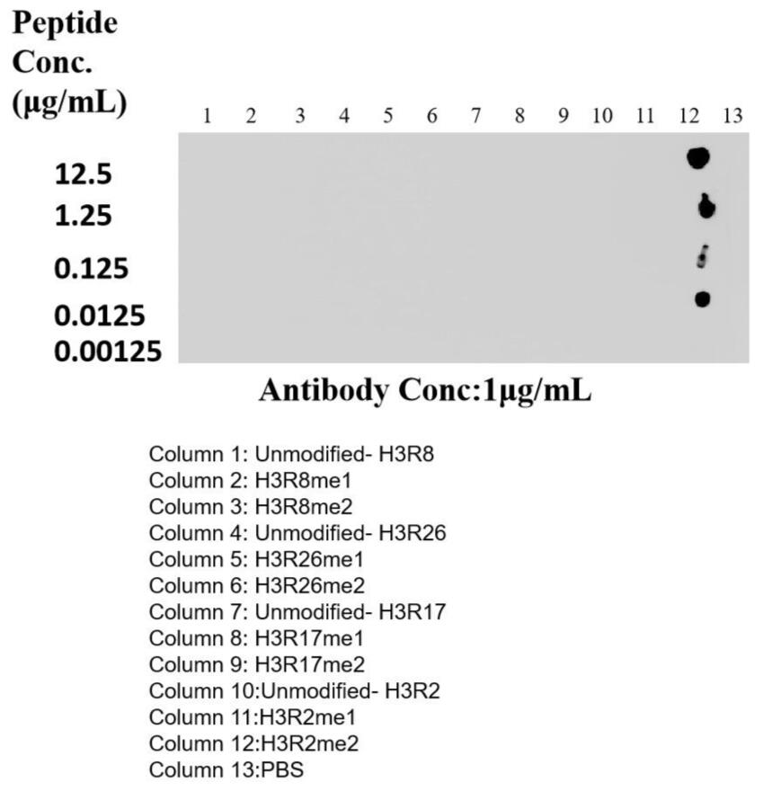 Dot Blot experiment of peptide using Di-Methyl-Histone H3 (Arg2)  Recombinant antibody (84702-1-RR)